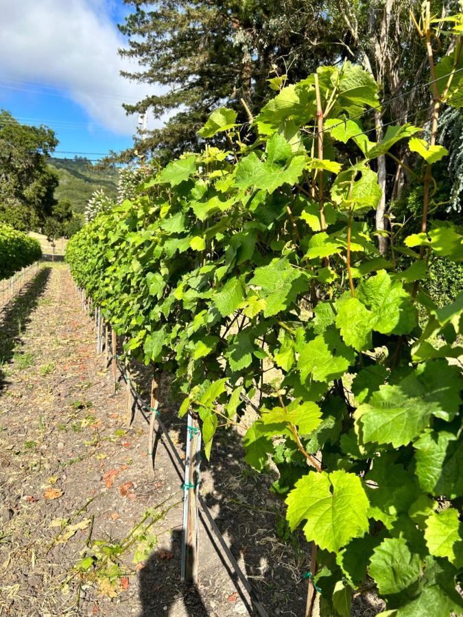 The Gables Wine Country Inn Santa Rosa Bagian luar foto